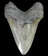 Serrated, Fossil Megalodon Tooth - South Carolina #74067-2
